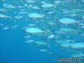 scuba diving photo