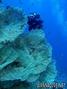 scuba diving photo