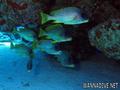 scuba diving photo