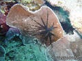 scuba diving photo