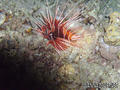 scuba diving photo
