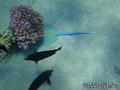 scuba diving photo