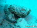 scuba diving photo