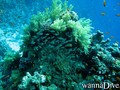 scuba diving photo