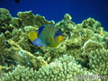 scuba diving photo