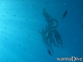 scuba diving photo