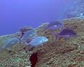 scuba diving photo