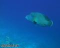 scuba diving photo