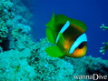 scuba diving photo