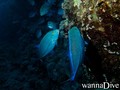 scuba diving photo