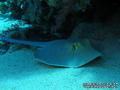 scuba diving photo