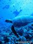 scuba diving photo