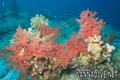 scuba diving photo