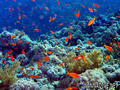 scuba diving photo