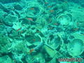scuba diving photo