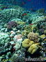 scuba diving photo