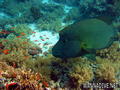 scuba diving photo