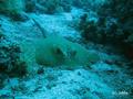 scuba diving photo