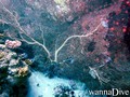 scuba diving photo