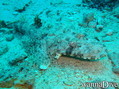 scuba diving photo