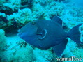 scuba diving photo