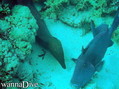scuba diving photo