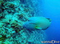 scuba diving photo