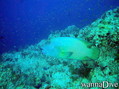 scuba diving photo