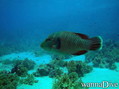 scuba diving photo