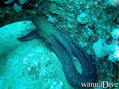 scuba diving photo