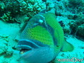 scuba diving photo