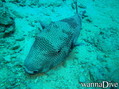 scuba diving photo