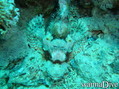 scuba diving photo