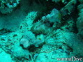 scuba diving photo