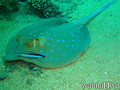 scuba diving photo