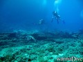 scuba diving photo