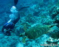 scuba diving photo