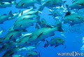 scuba diving photo