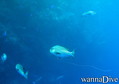 scuba diving photo