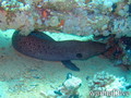 scuba diving photo