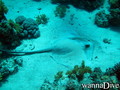 scuba diving photo