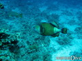 scuba diving photo