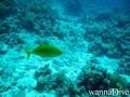 scuba diving photo
