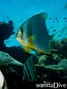 scuba diving photo