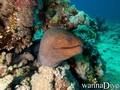 scuba diving photo