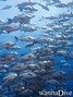 scuba diving photo
