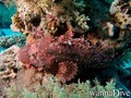 scuba diving photo