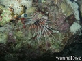 scuba diving photo