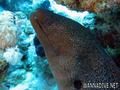 scuba diving photo