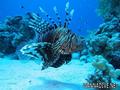 scuba diving photo